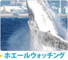 ホエールウォッチング
