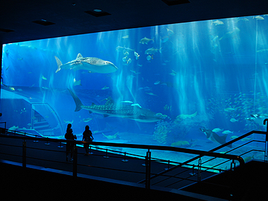 沖縄の 沖縄本島北部 沖縄美ら海水族館など 日帰りバスツアーのプラン料金比較 ツアー予約 沖縄 マリンスポーツ アクティビティ掲載数no 1 みーぐる 沖縄の 沖縄本島北部 沖縄美ら海水族館など 日帰りバスツアーのプラン料金比較 ツアー予約 沖縄 マリンスポーツ アクティビティ掲載数no 1 みーぐる