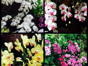 《Tropical Dream Center》Churashima One-day Sightseeing Bus Tour